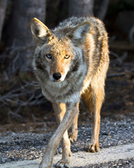 Yosemite National Park