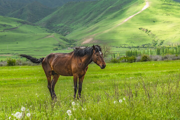 A horse grazes on a green meadow in the mountains. Nature of Kyrgyzstan in spring.