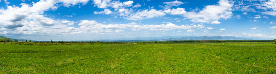 Fototapeta premium Green grass on the field, blue sky and white clouds. Panoramic natural background.