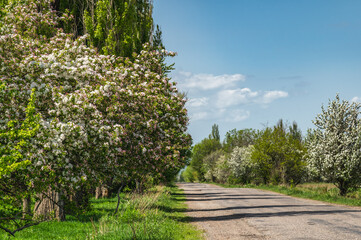 Obraz premium Road with blossoming apple trees with a cloudy sky. Nature of Kyrgyzstan in spring.