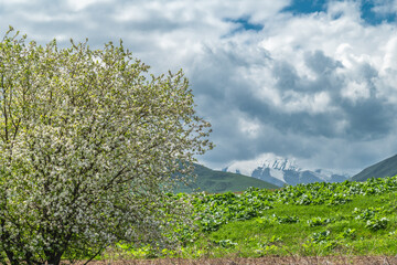 Obraz premium Blooming apple tree, green mountains and snow-capped peaks with a cloudy gray sky. Nature of Kyrgyzstan in spring.