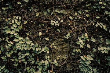 ivy on the wall