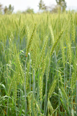 green wheat field, close up of fresh young ears of young green wheat in spring summer field, Organic green wheat close up