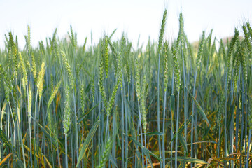green wheat field, close up of fresh young ears of young green wheat in spring summer field, Organic green wheat close up