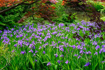 燕子花