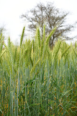 green wheat field, close up of fresh young ears of young green wheat in spring summer field, Organic green wheat close up