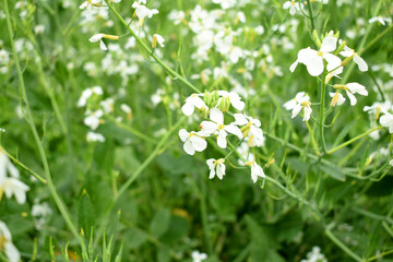 Beautiful white Radish Flower. Radish flower. Closeup radish flower with green leaves in the spring, also known by its common name Virginia stock. Radish flower in nature