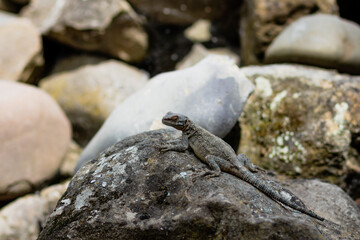 lizard on rock