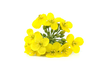 Yellow oilseed rape flowers isolated on white background