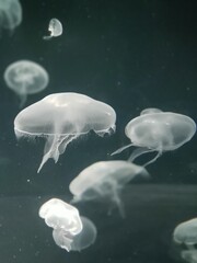 Aquarium Jellyfish Views