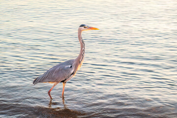A heron hunting in the sea. Grey heron on the hunt