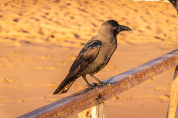 Fototapeta premium The brown-necked raven (Corvus ruficollis)