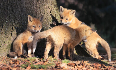 Portrait of young red foxes playing in the forest, Canada