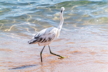 White Western Reef Heron (Egretta gularis) at Sharm el-Sheikh beach, Sinai, Egypt