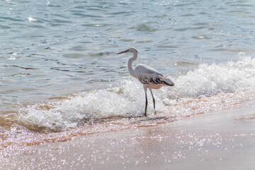 White Western Reef Heron (Egretta gularis) at Sharm el-Sheikh beach, Sinai, Egypt