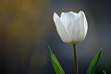 Elegant white tulip flower in bloom