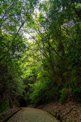 Fototapeta premium 山奥にひっそりたたずむ古いトンネル