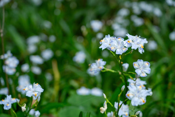 群生するシャガ