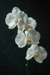 A single white orchid with a dark background