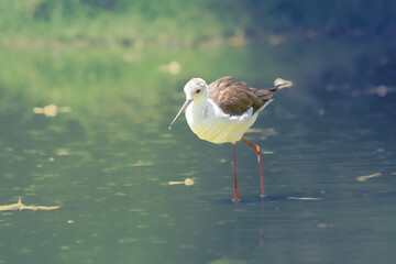 Black-winged Stilt
The black-winged stilt is a widely distributed, very long-legged wader in the avocet and stilt family Recurvirostridae.