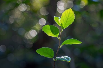 Vibrant green leaves on a plant with blurred background