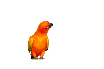 Colorful Sun Conure parrot isolated on transparent background png file