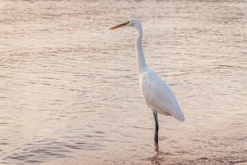 Great egret (Ardea alba), a medium-sized white heron fishing on the sea beach