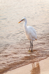 Great egret (Ardea alba), a medium-sized white heron fishing on the sea beach