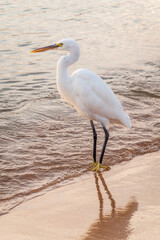 Great egret (Ardea alba), a medium-sized white heron fishing on the sea beach