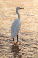 Great egret (Ardea alba), a medium-sized white heron fishing on the sea beach