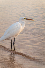 Great egret (Ardea alba), a medium-sized white heron fishing on the sea beach