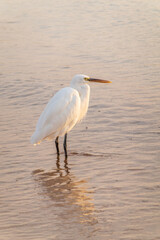 Great egret (Ardea alba), a medium-sized white heron fishing on the sea beach