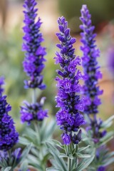 Fototapeta premium Vibrant purple lavender flowers in bloom