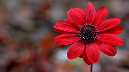 Vibrant red flower with striking petals