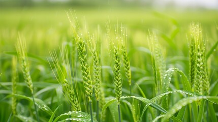 Fototapeta premium green wheat field with dew drops