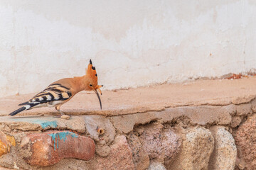 Eurasian hoopoe or Common hoopoe (Upupa epops) bird close-up on the ground