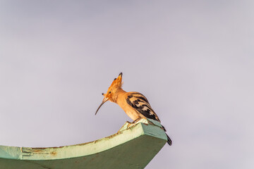 Eurasian hoopoe or Common hoopoe (Upupa epops) bird close-up on cloudy sky background © Dmitrii Potashkin