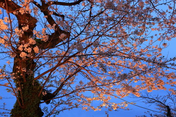 Chidorigafuchi Park with spring cherry blossom (sakura) in Chiyoda City, Tokyo, japan