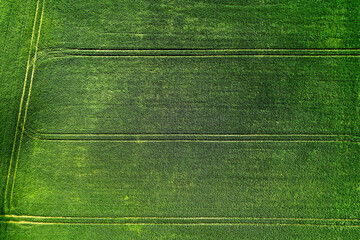 Tractor tracks in grass field, Charente Maritime, France
