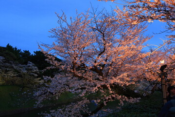Chidorigafuchi Park with spring cherry blossom (sakura) in Chiyoda City, Tokyo, japan