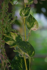 Fototapeta premium Epipremnum aureum is a species in the arum family Araceae. sirih gading. Devil's ivy.