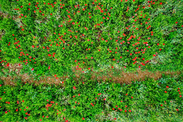Field of green foliage with poppies, Charente Maritime, France