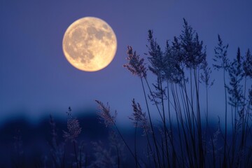 The moon's glow guides the nocturnal wanderer.