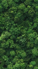 Obraz premium Capture a frontal view of a persons daily life amid lush greenery
