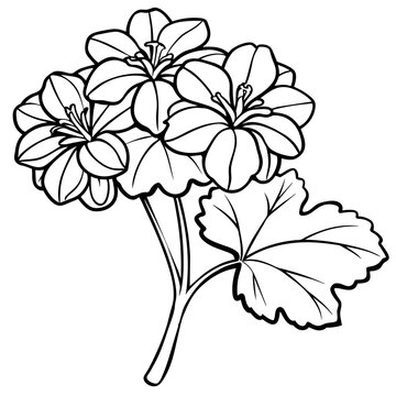 recommend clip art: Geranium flower plant outline illustration coloring book page design, Geranium flower plant black and white line art drawing coloring book pages for children and adults