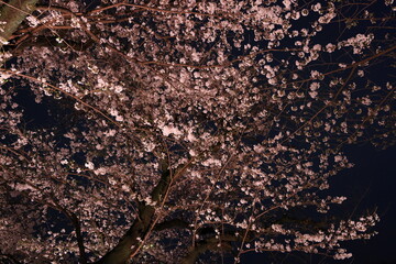Chidorigafuchi Park with spring cherry blossom (sakura) in Chiyoda City, Tokyo, japan