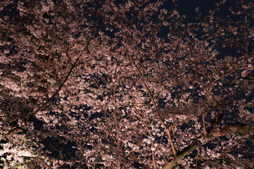 Chidorigafuchi Park with spring cherry blossom (sakura) in Chiyoda City, Tokyo, japan