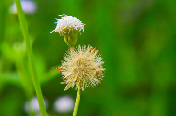 weed flowers