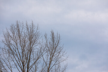 Winter tree branches look lonely under a cloudy sky