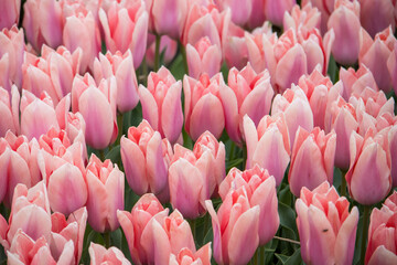 Light pink color tulip flowers in the fields of the Netherlands.